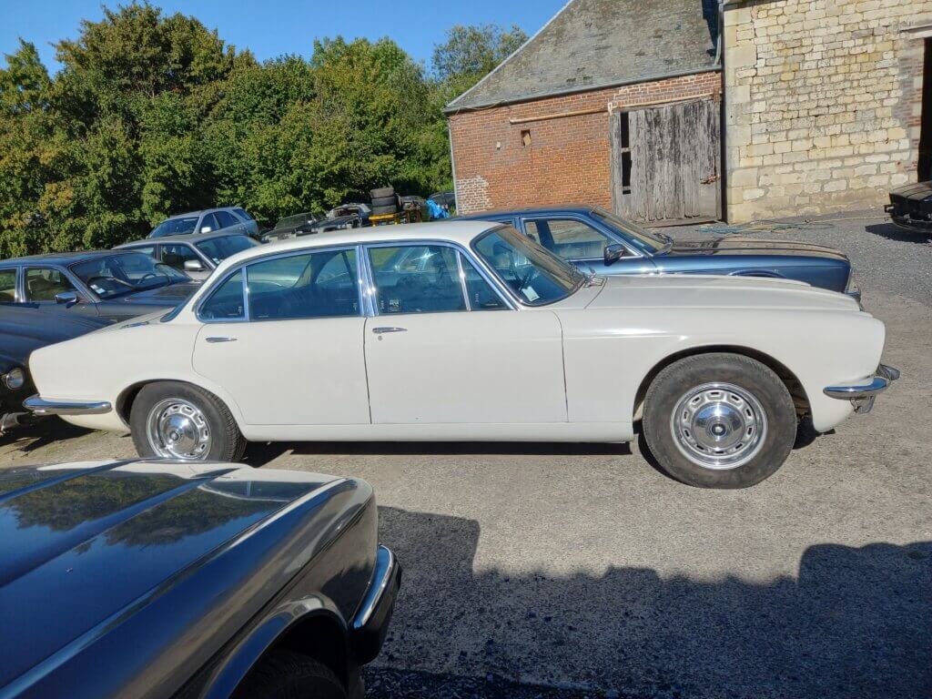 jaguar dans la cours